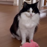 真顔で飼い主を見つめる猫