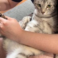 人のひざの上に乗って爪切りされる猫