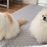 並んで座っている犬と猫
