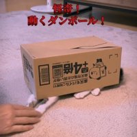 段ボール箱の下から両手を出して遊ぶ猫