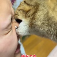 飼い主の鼻を噛む猫