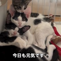 くっつく3匹の子猫
