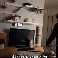 猫たちに尋ねるお父さん4