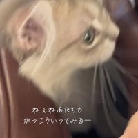 「ねぇねあたちも...」のテロップ写真