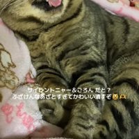 目を瞑って画面向かって右側に顔を向けながら口を開けている猫