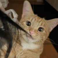 髪の毛を引っ張っていた猫