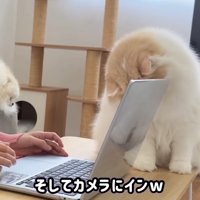 カメラへ入り込むレモンくん
