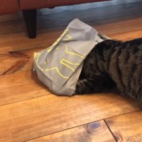 袋の中に頭を入れている猫