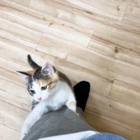 左脚をよじ登る子猫（画面左下に投稿者さんの手）
