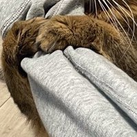 飼い主の腕を前足で掴む猫