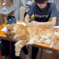 頭を机につけて横になる猫