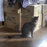 猫と段ボール