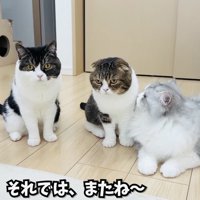 フローリングに座る2匹のスコティッシュフォールドとラガマフィン