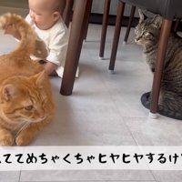 尾を振る猫