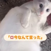 素早く男性を見つめる猫