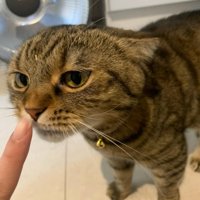 顔にごはんをつけた猫