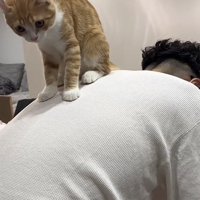 飼い主さんの背中に乗る猫の写真2-3