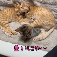 茶トラ柄の猫に乗られるキジトラ柄の猫