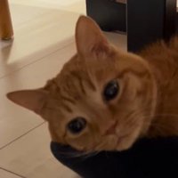 男性の足の上に顔を乗せる猫