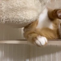 かわいらしくポーズのウラちゃん