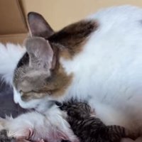 生まれたばかりの子猫の体を舐めている母猫