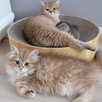 子猫に寄り添うミミさん