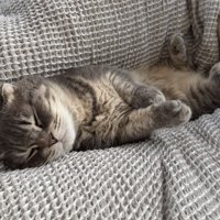 ベッドに寝転ぶマンチカン