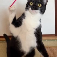 パンチする猫