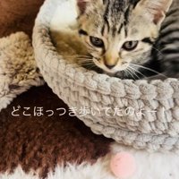 猫用ベッドの中の子猫