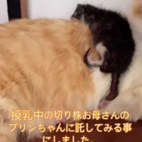 茶白猫の背にのった子猫