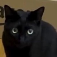 おもちゃに目もくれない猫