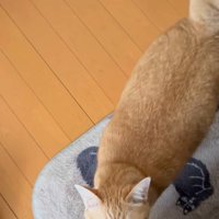 飼い主の足元にやってきた猫