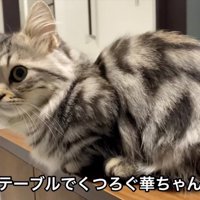 テーブルに乗る猫