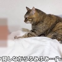 人の体の上に座る猫（がん見しながらふみふみ…）