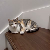 階段でくつろぐ猫