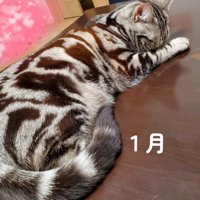 テーブルの上で寝る猫