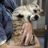 旦那様に抱っこされるキジトラ猫