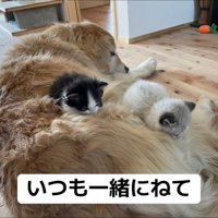 犬の上に乗る子猫たち