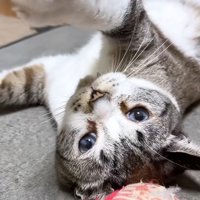 ひっくり返る猫