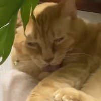 毛づくろいする猫