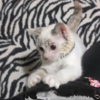 立つ子猫