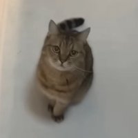 見上げる視線