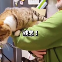 脱走する猫