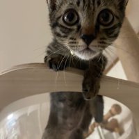 透明なボウルに入っている子猫