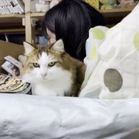 漫画を読む人の隣にいる猫