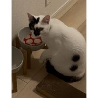 猫と水に入っているコースター
