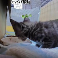 ごはんを食べる猫