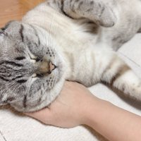目を閉じる猫