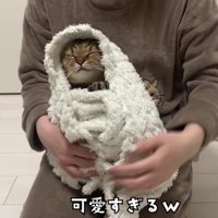 毛布から顔を出すみにらくん