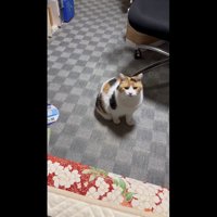 ミケの紹介写真